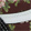 Buty Vans OLD SKOOL VN0007NT7YO Wallflower Floral Bitter Chocolate